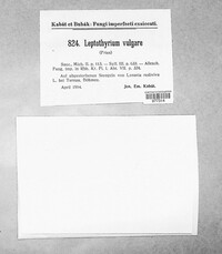 Leptothyrium vulgare image